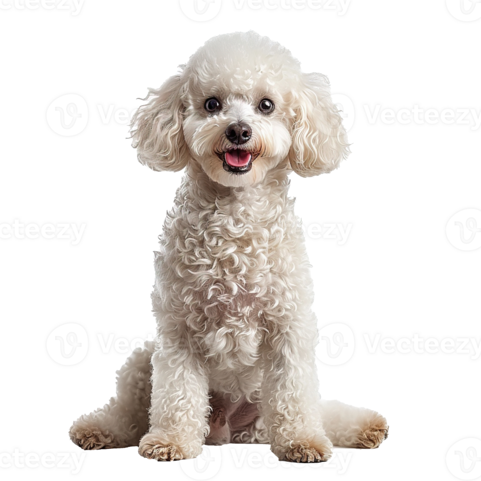 AI generated Portrait of a white poodle sitting isolated on transparent background png