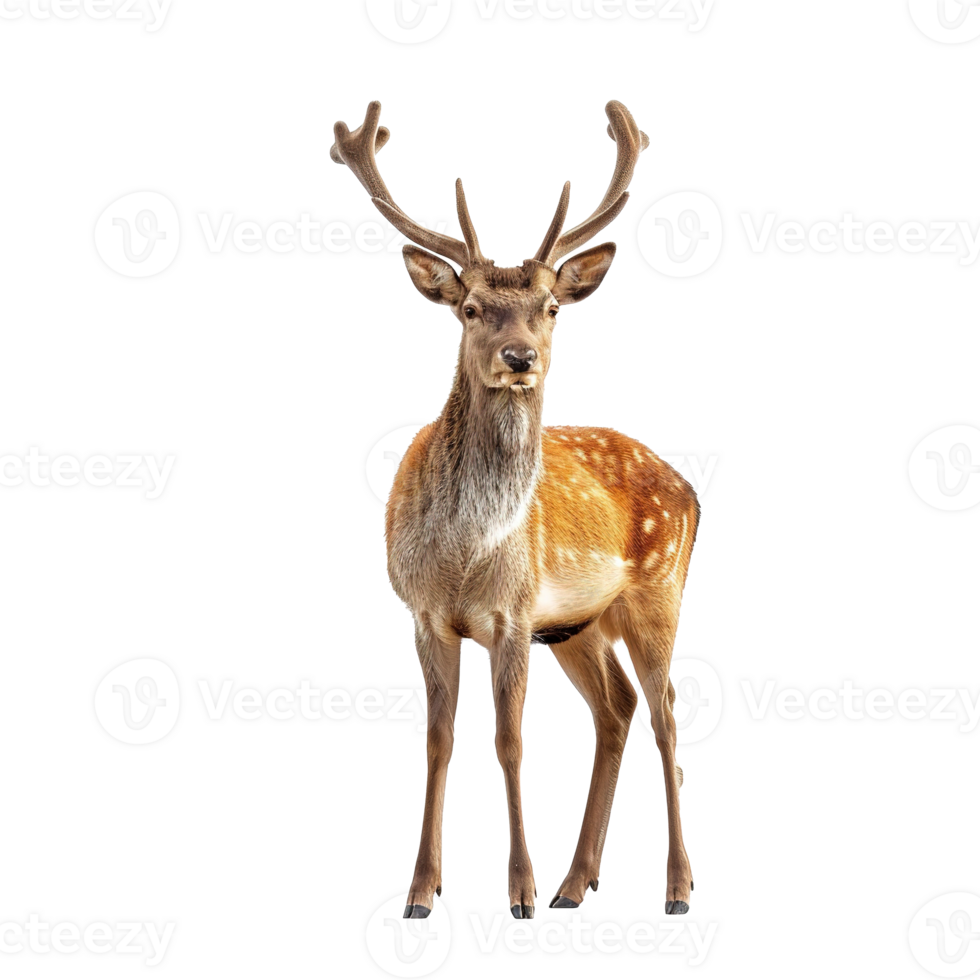 AI generated Fallow deer isolated on transparent background png