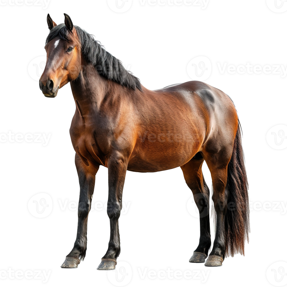 AI generated Horse isolated on transparent background png