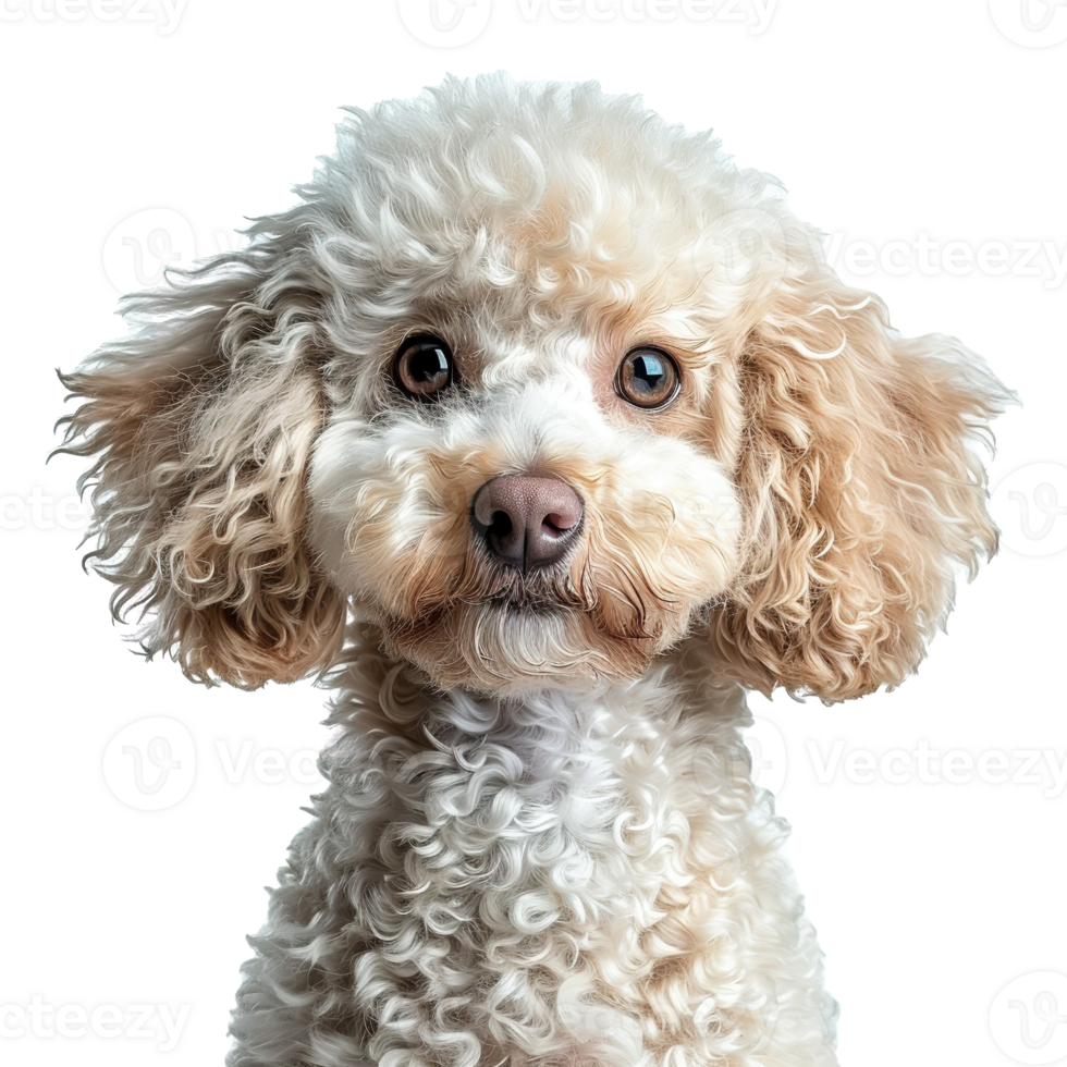 AI generated Portrait of a dog poodle isolated on transparent background png