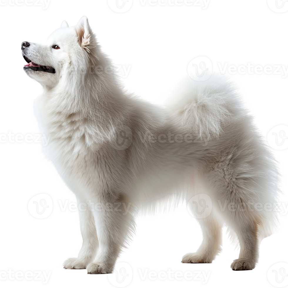 AI generated Samoyed dog isolated on transparent background png