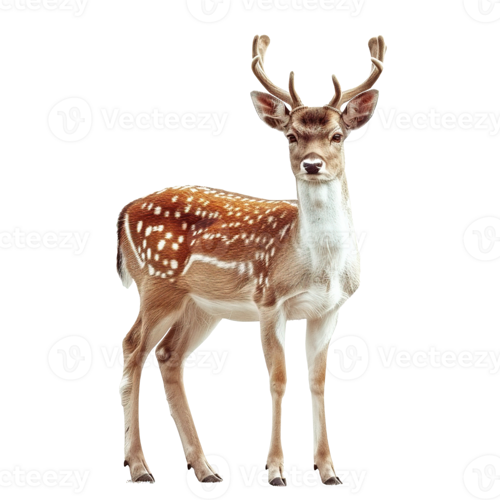AI generated Fallow deer isolated on transparent background png