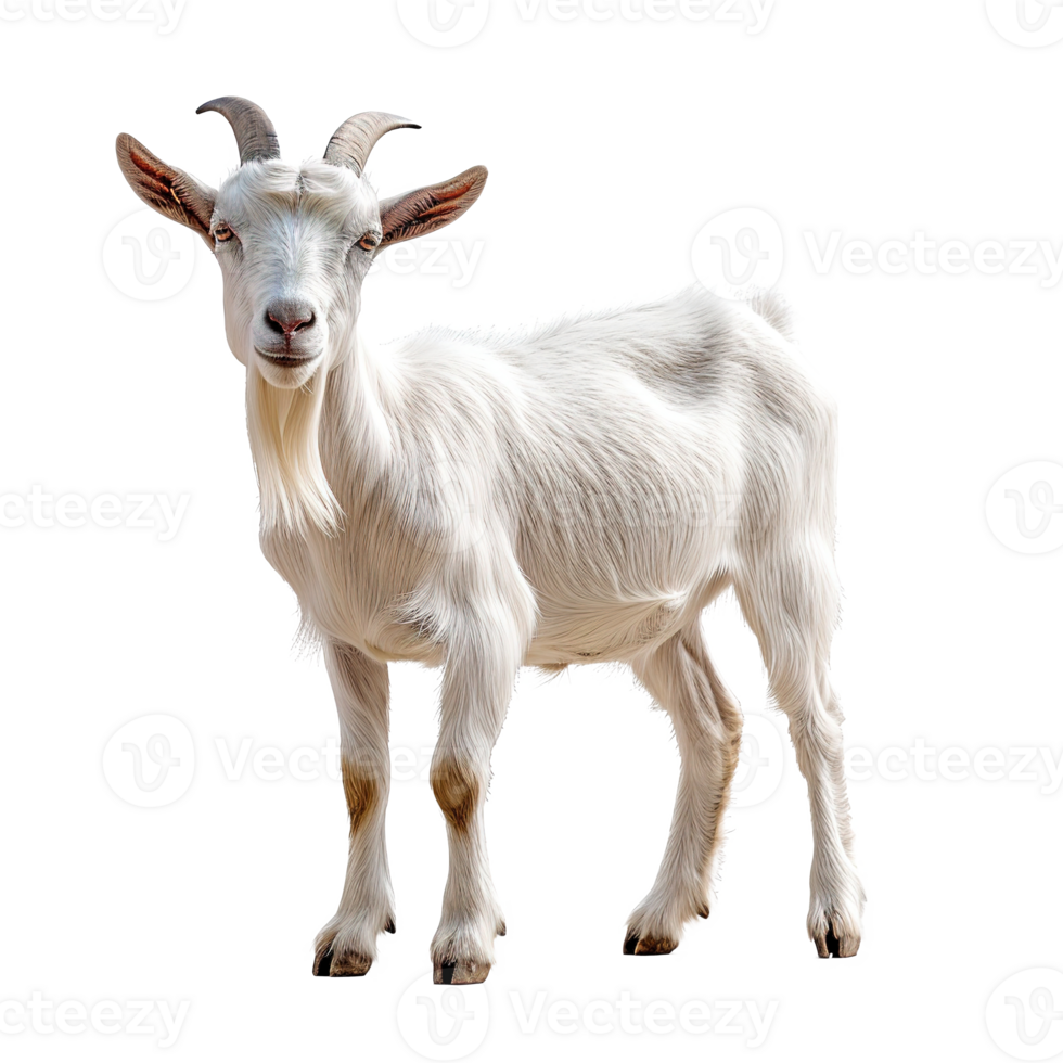 AI generated White goat isolated on transparent background png