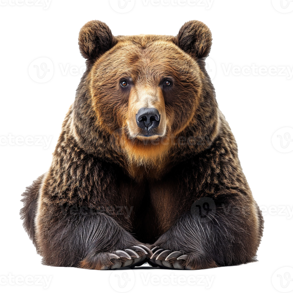 AI generated Brown bear isolated on transparent background png