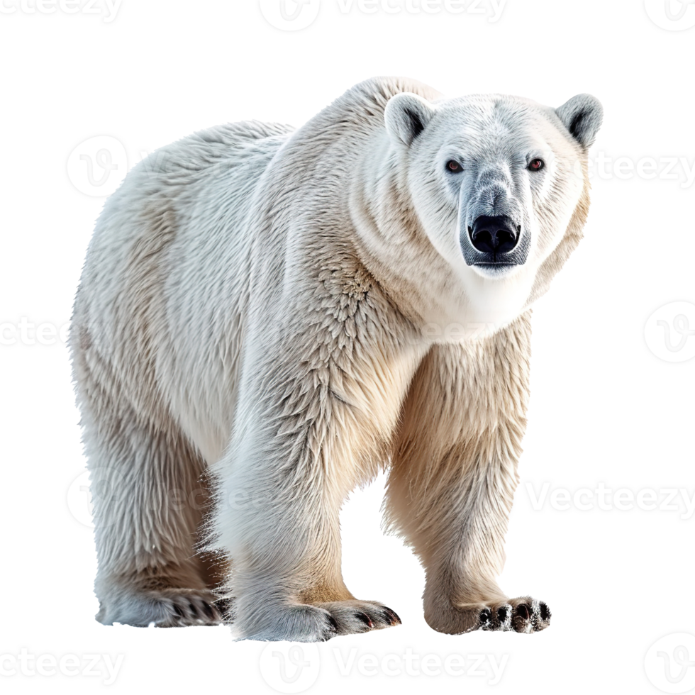 AI generated Polar bear isolated on transparent  background png