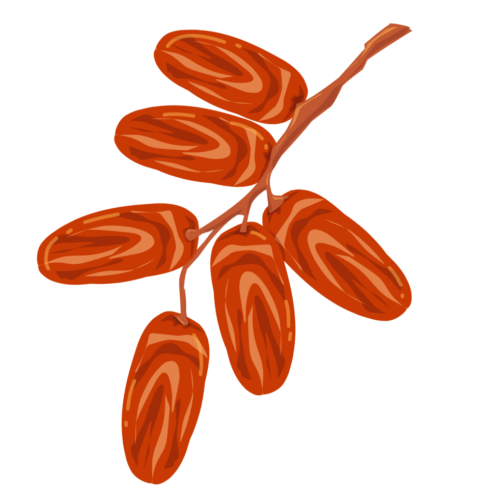 Dates fruit Illustration png