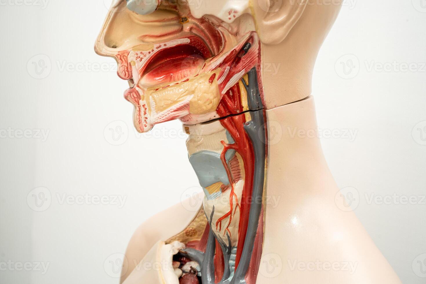 el garganta, faringe y laringe modelo anatomía para médico formación curso, enseñando medicina educación. foto