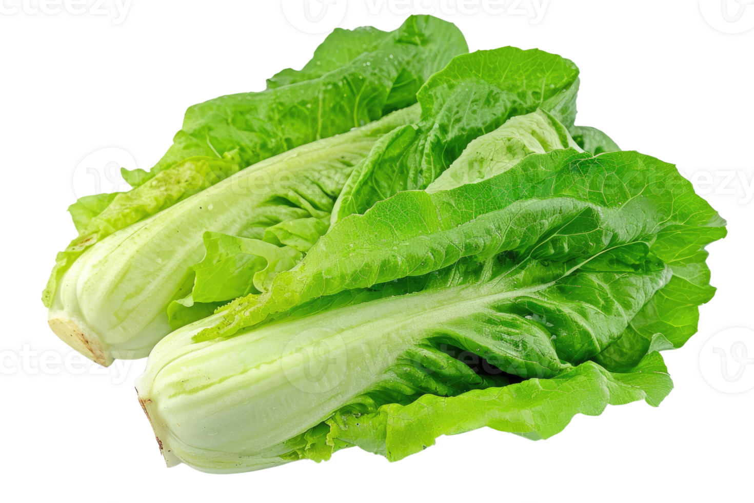 AI generated Fresh Lettuce Leaves on Transparent Background png