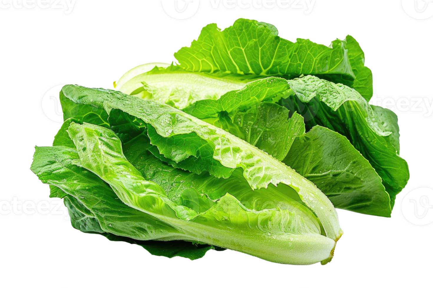 AI generated Fresh Lettuce Leaves on Transparent Background png