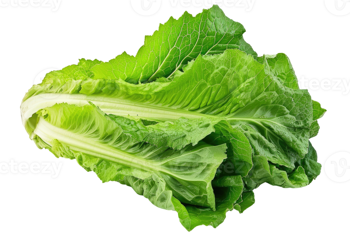 AI generated Fresh Lettuce Leaves on Transparent Background png