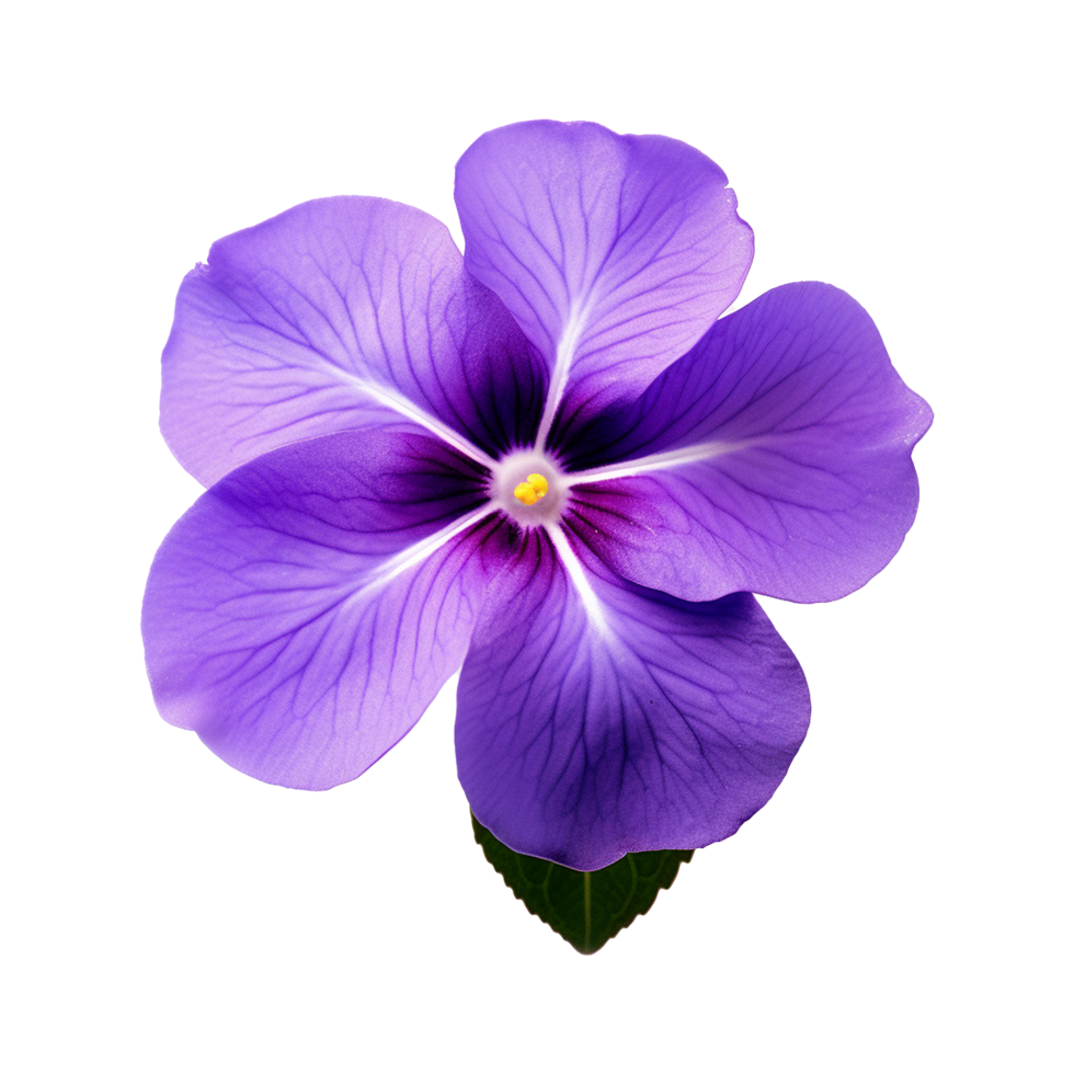 AI generated African violet flower isolated on transparent background png