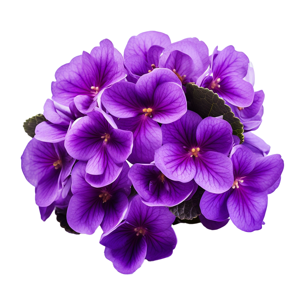 AI generated African violet flower isolated on transparent background png