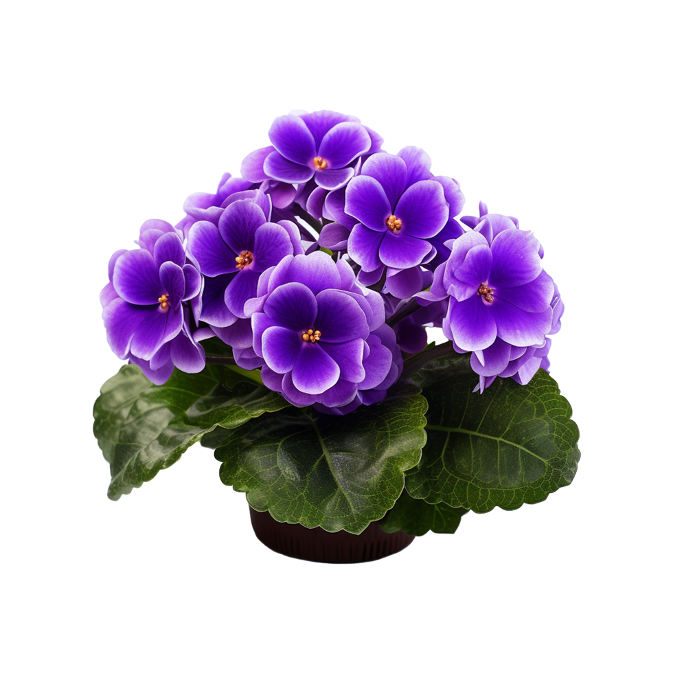 AI generated African violet flower isolated on transparent background png