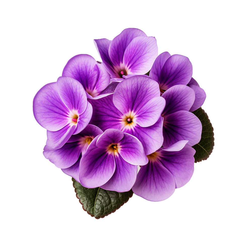 AI generated African violet flower isolated on transparent background png