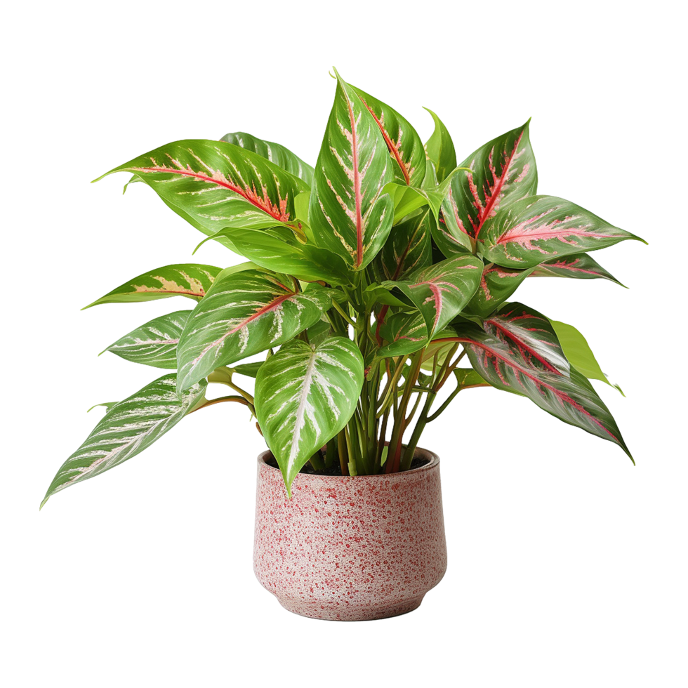 AI generated Aglaonema plant isolated on transparent background png