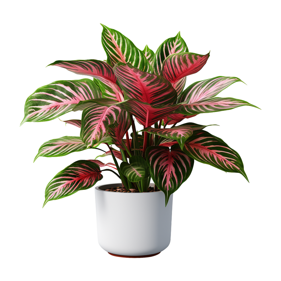 ai generiert Aglaonema Pflanze isoliert auf transparent Hintergrund png