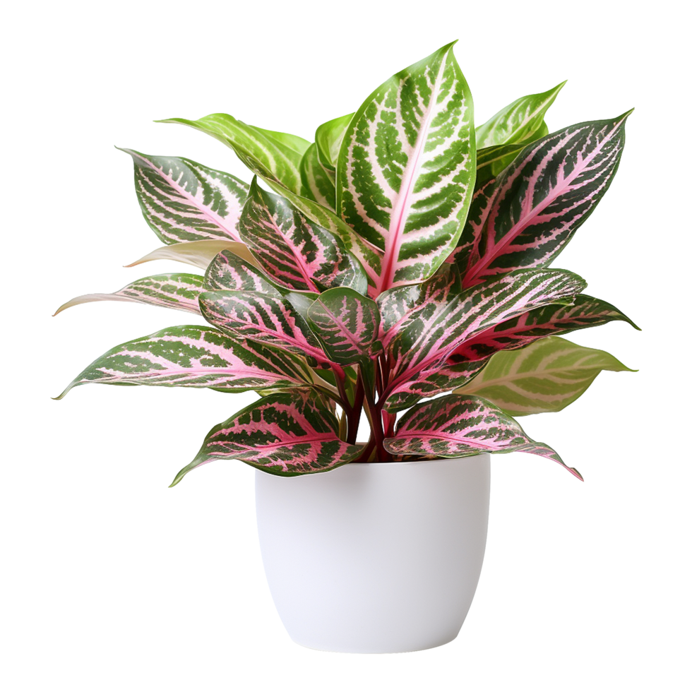 ai generiert Aglaonema Pflanze isoliert auf transparent Hintergrund png
