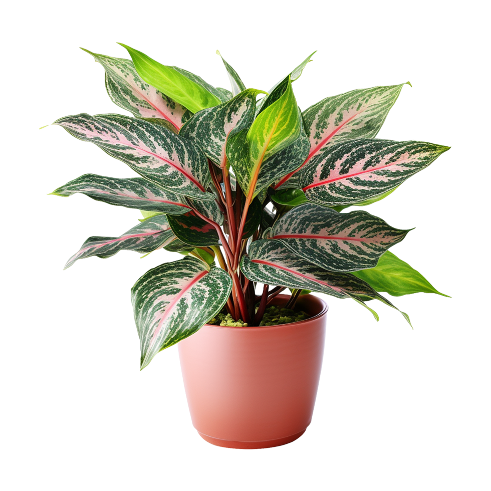 AI generated Aglaonema plant isolated on transparent background png
