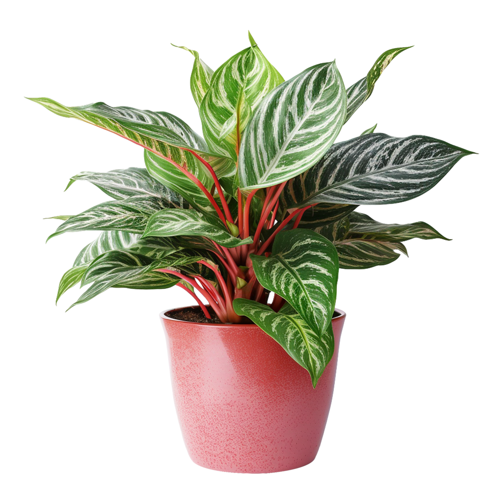 AI generated Aglaonema plant isolated on transparent background png