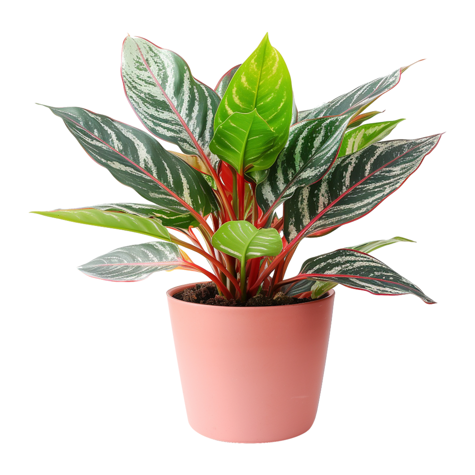 AI generated Aglaonema plant isolated on transparent background png