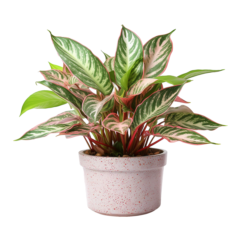 AI generated Aglaonema plant isolated on transparent background png