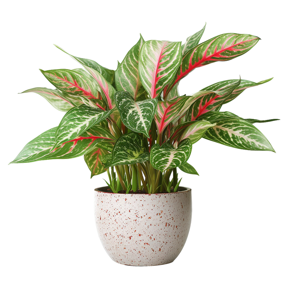AI generated Aglaonema plant isolated on transparent background png