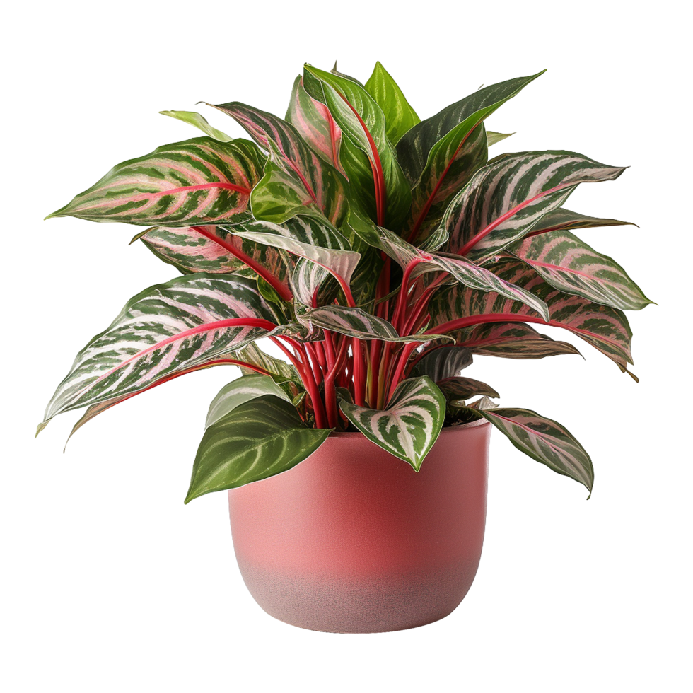 AI generated Aglaonema plant isolated on transparent background png