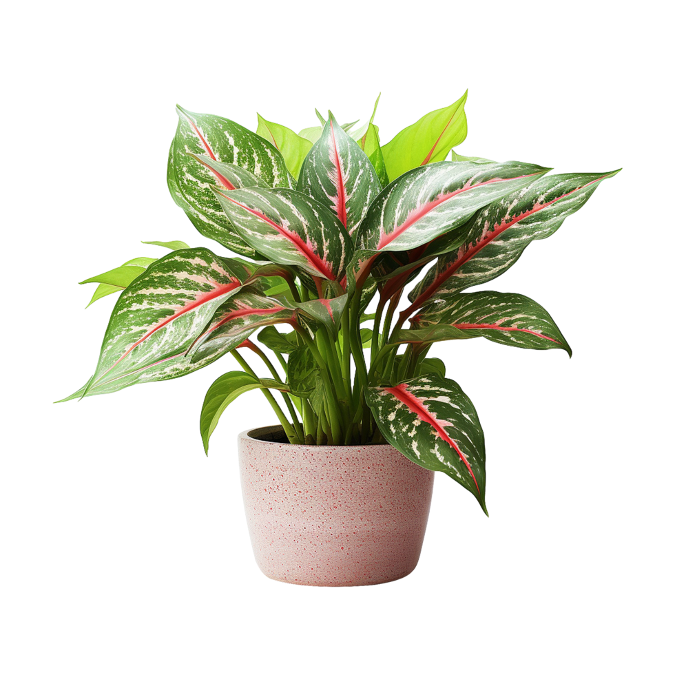 AI generated Aglaonema plant isolated on transparent background png