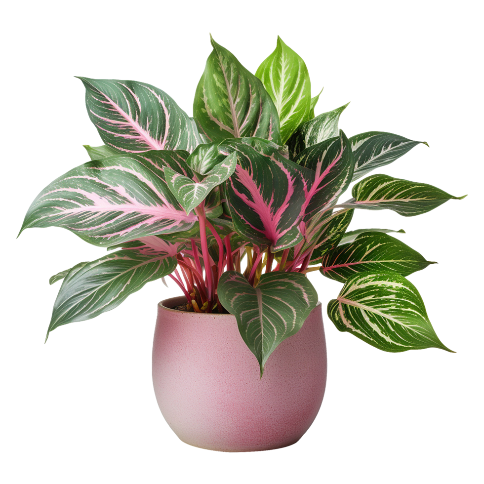 AI generated Aglaonema plant isolated on transparent background png