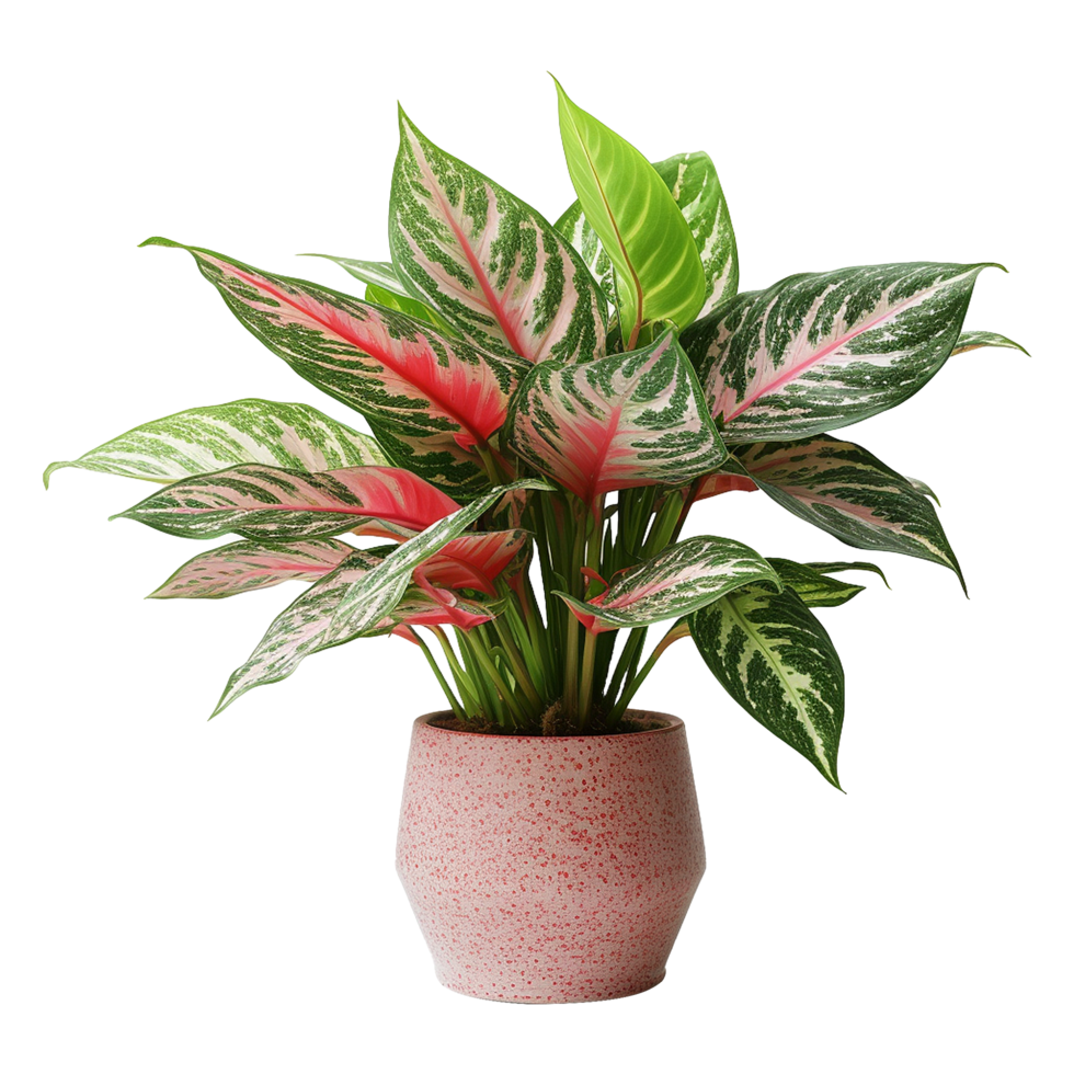 AI generated Aglaonema plant isolated on transparent background png