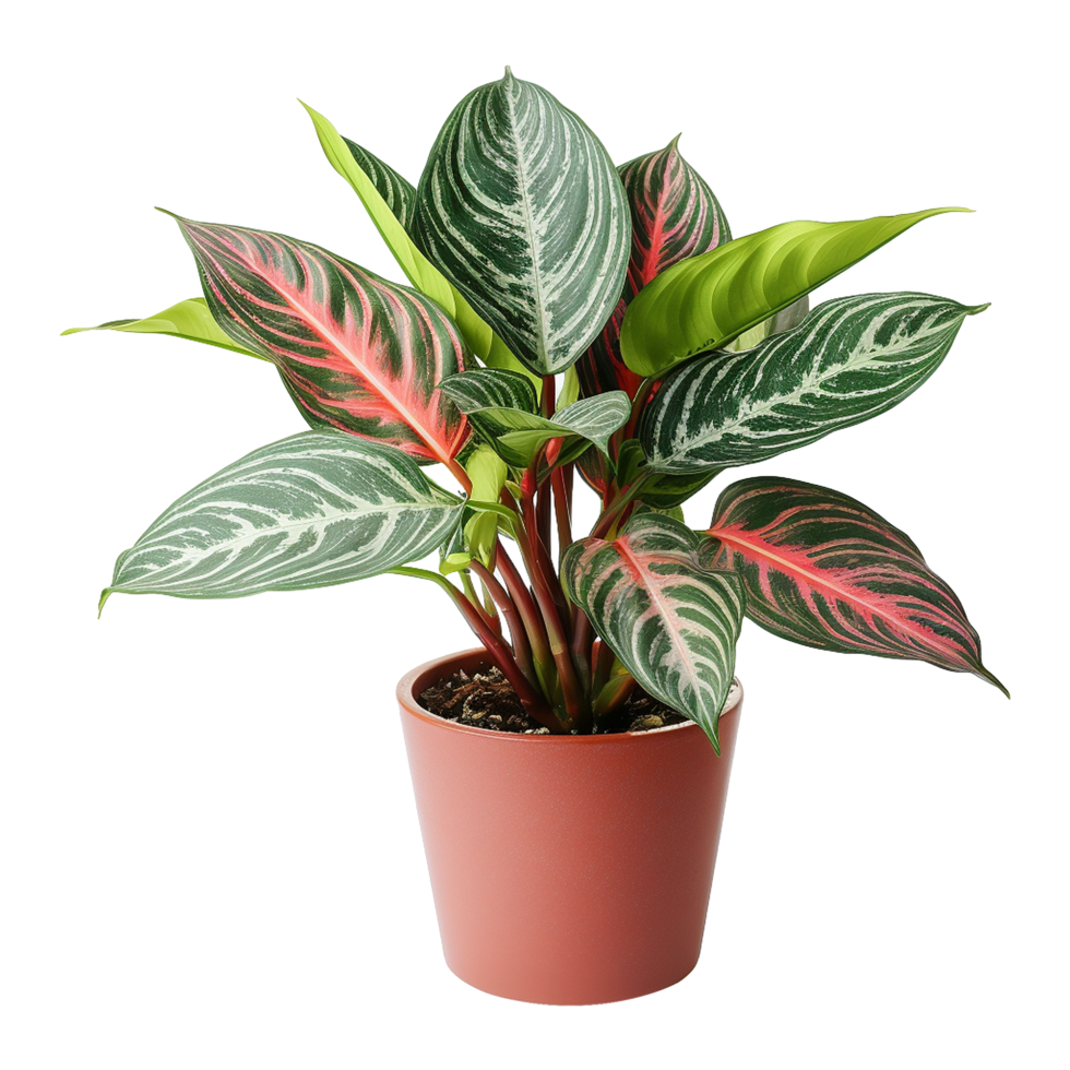 AI generated Aglaonema plant isolated on transparent background png