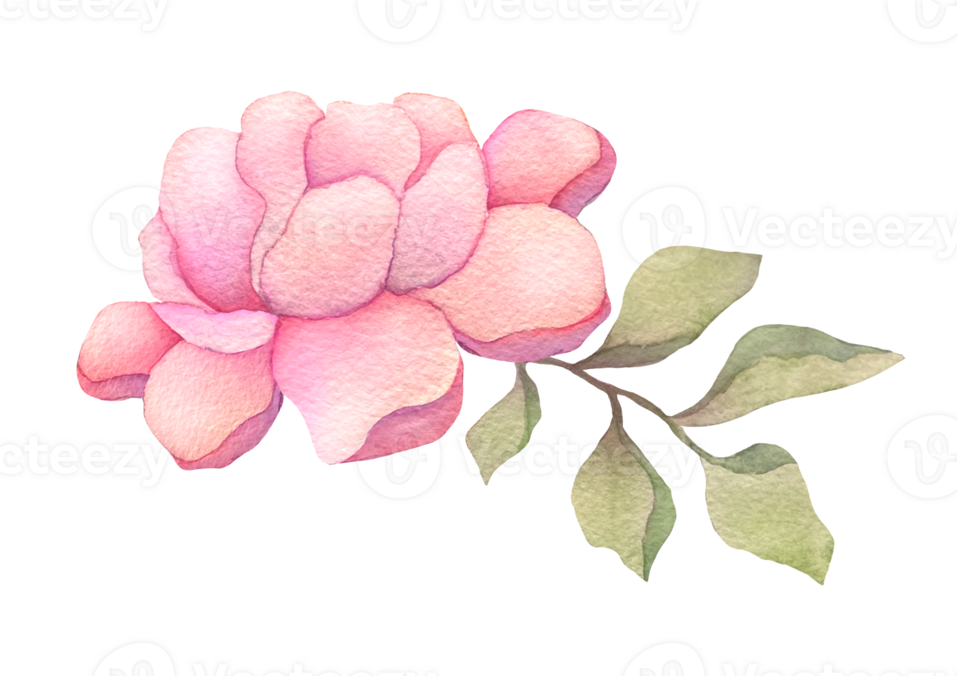 one single watercolor flower soft blush peony isolated on transparent background. hand drawn summer or spring cute element design png