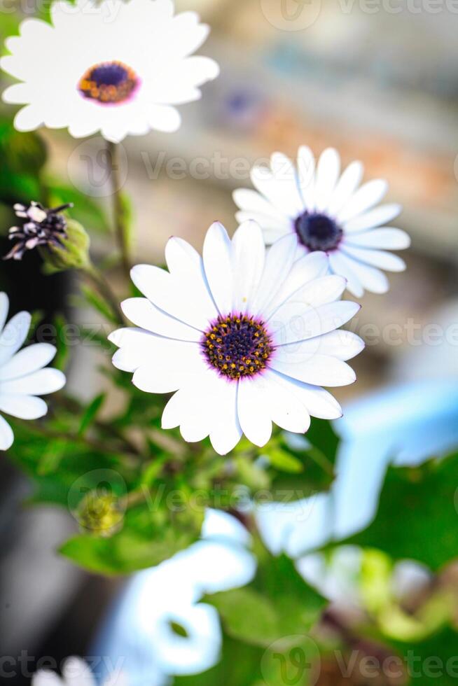 Close-Up of White Flowers photo