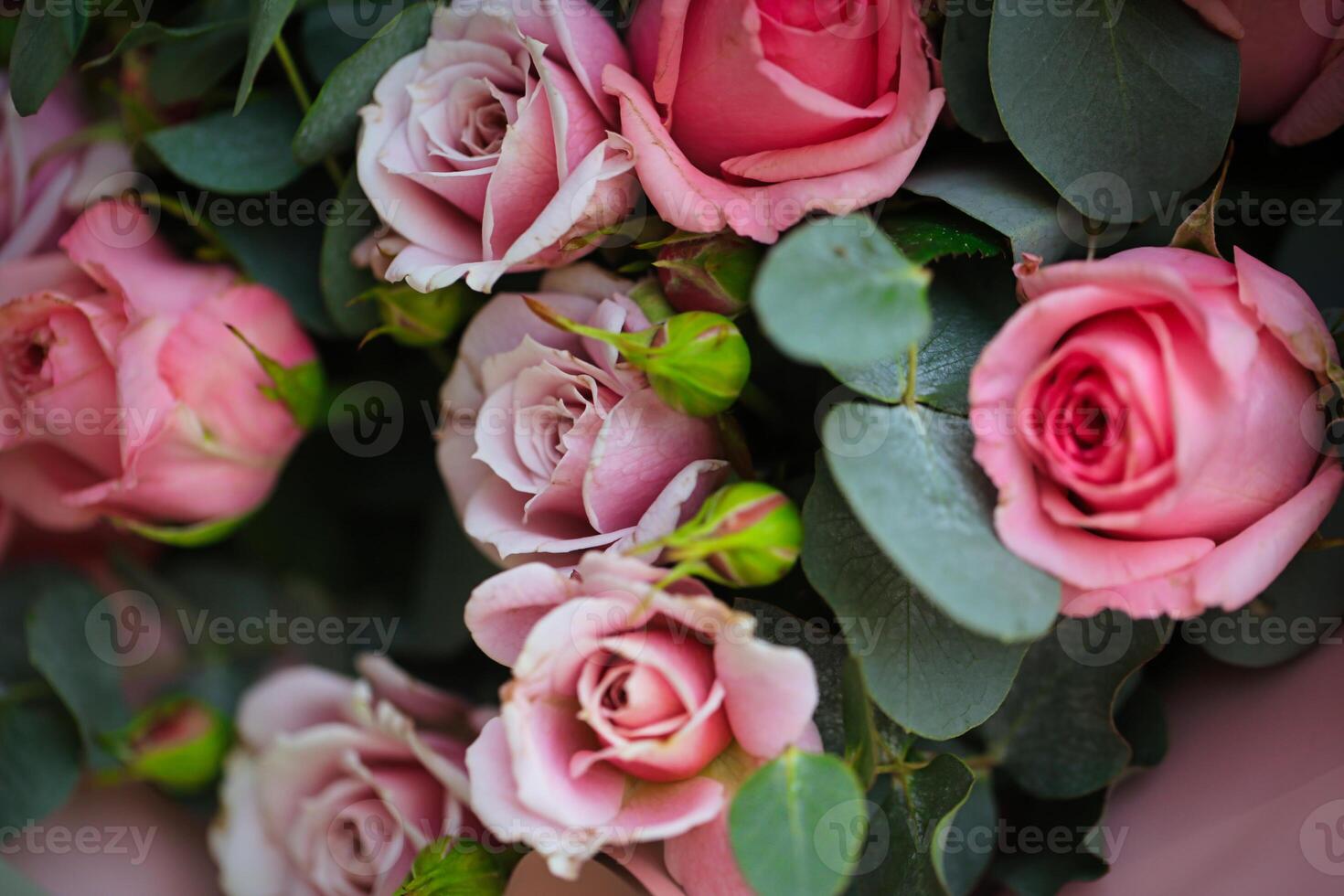 Pink Roses With Green Leaves photo