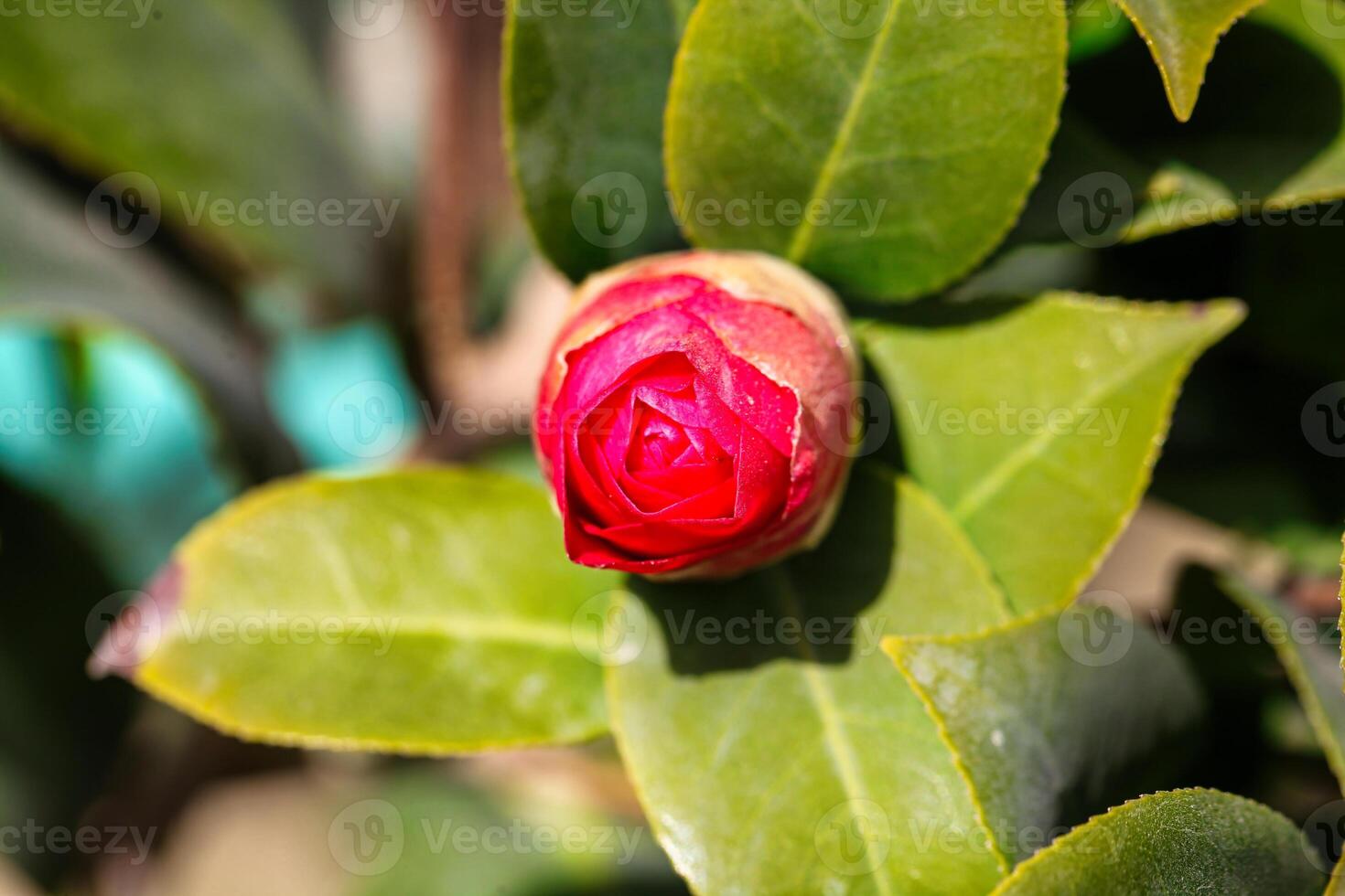 Single Red Flower on Green Leafy Branch photo