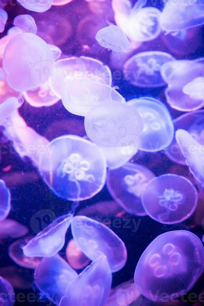 Jellyfish on the dark background photo