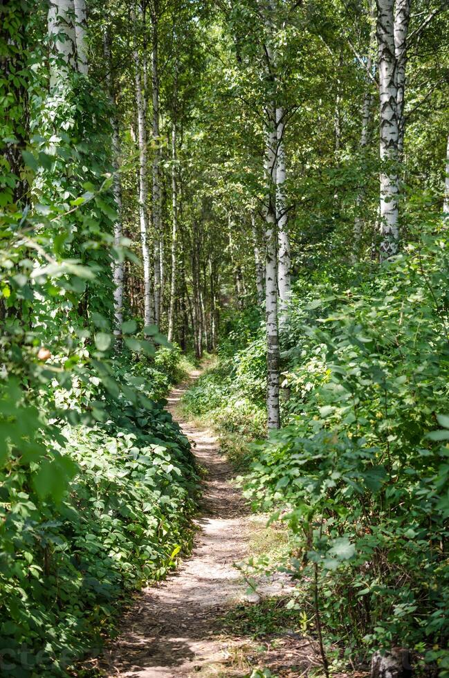 Footpath in summer forest photo