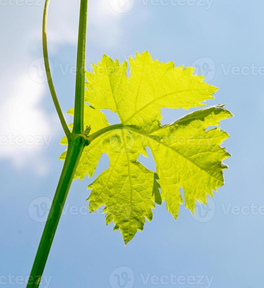 Grape leaf closeup photo