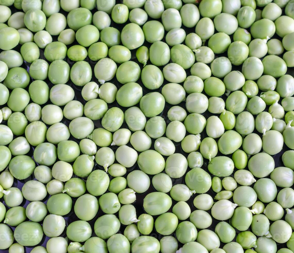 Green Peas background photo