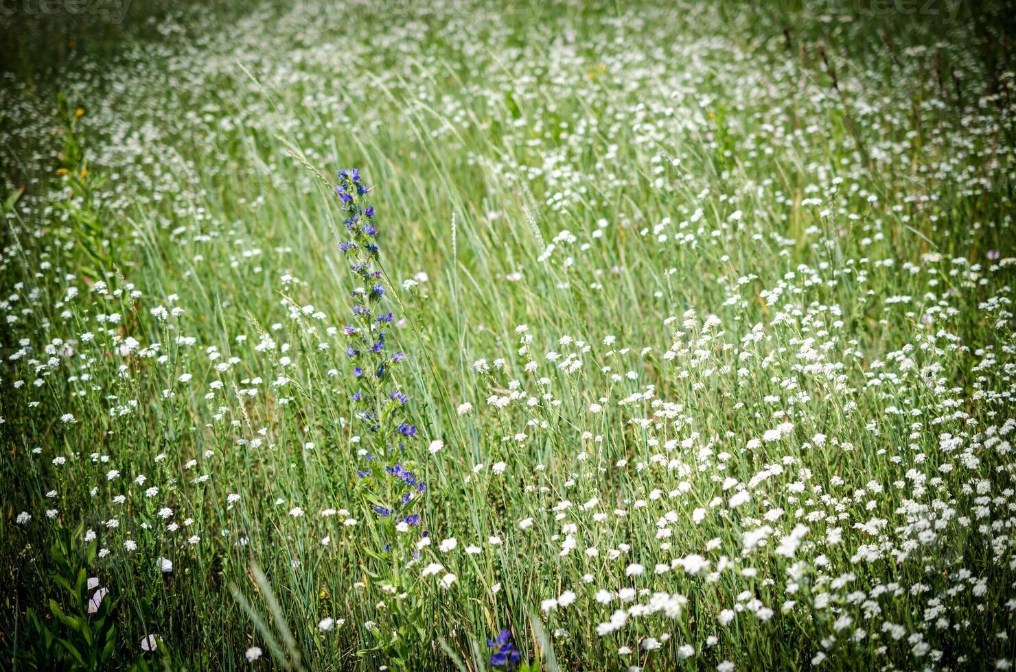 Wild flowers landscape photo