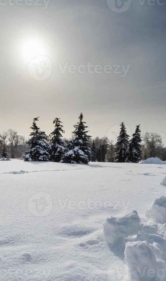 Firs at snow park photo