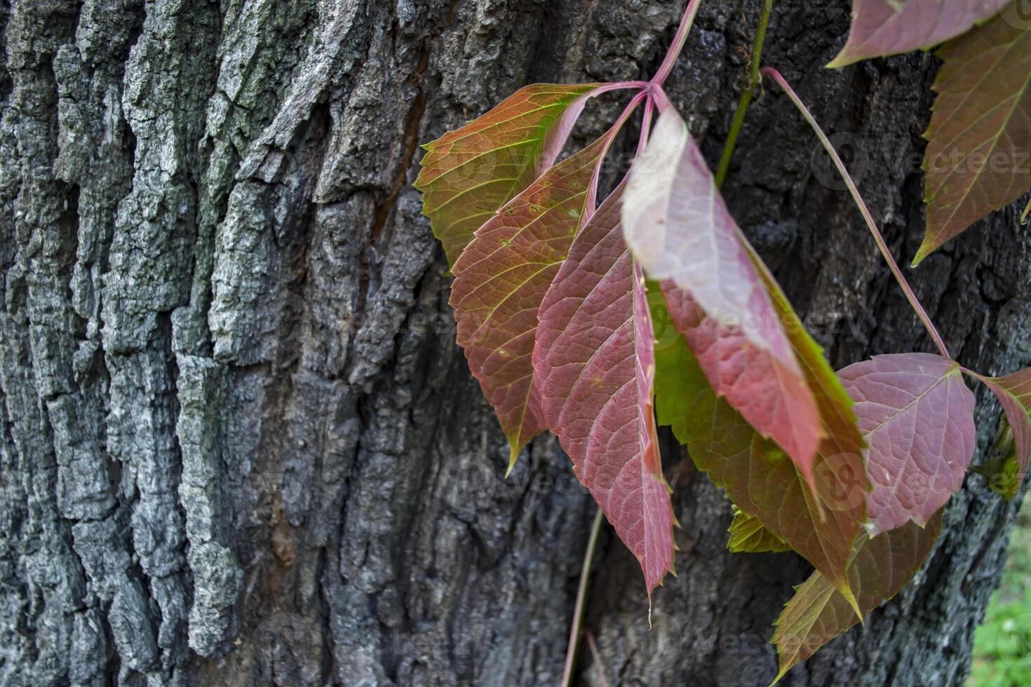 Autumn leaves background. photo