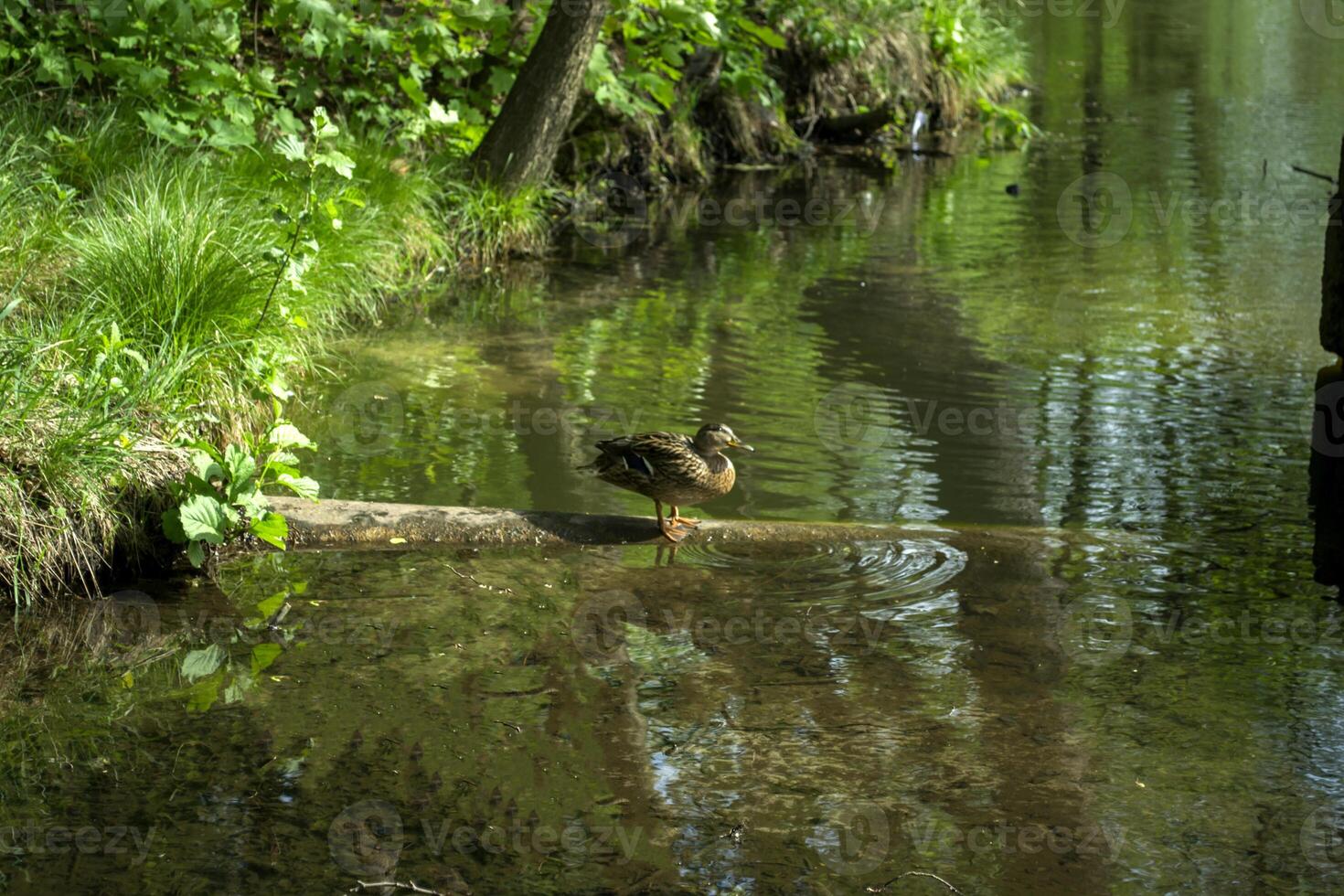 A pond in the forest. Beautiful summer landscape. photo