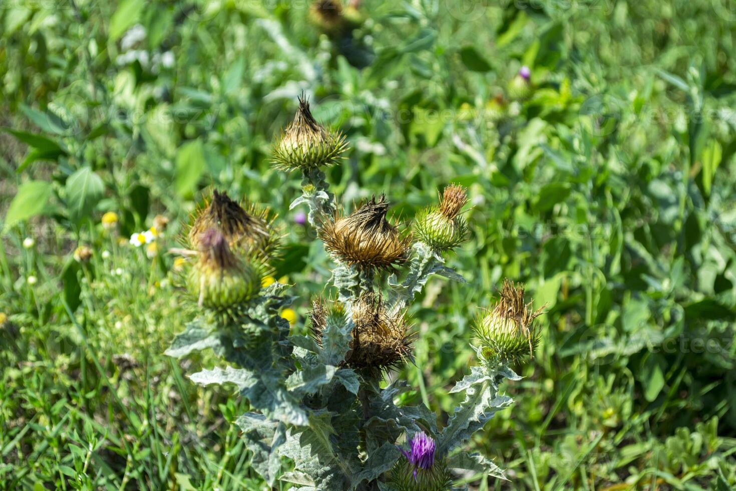 Spiny weed close up. photo