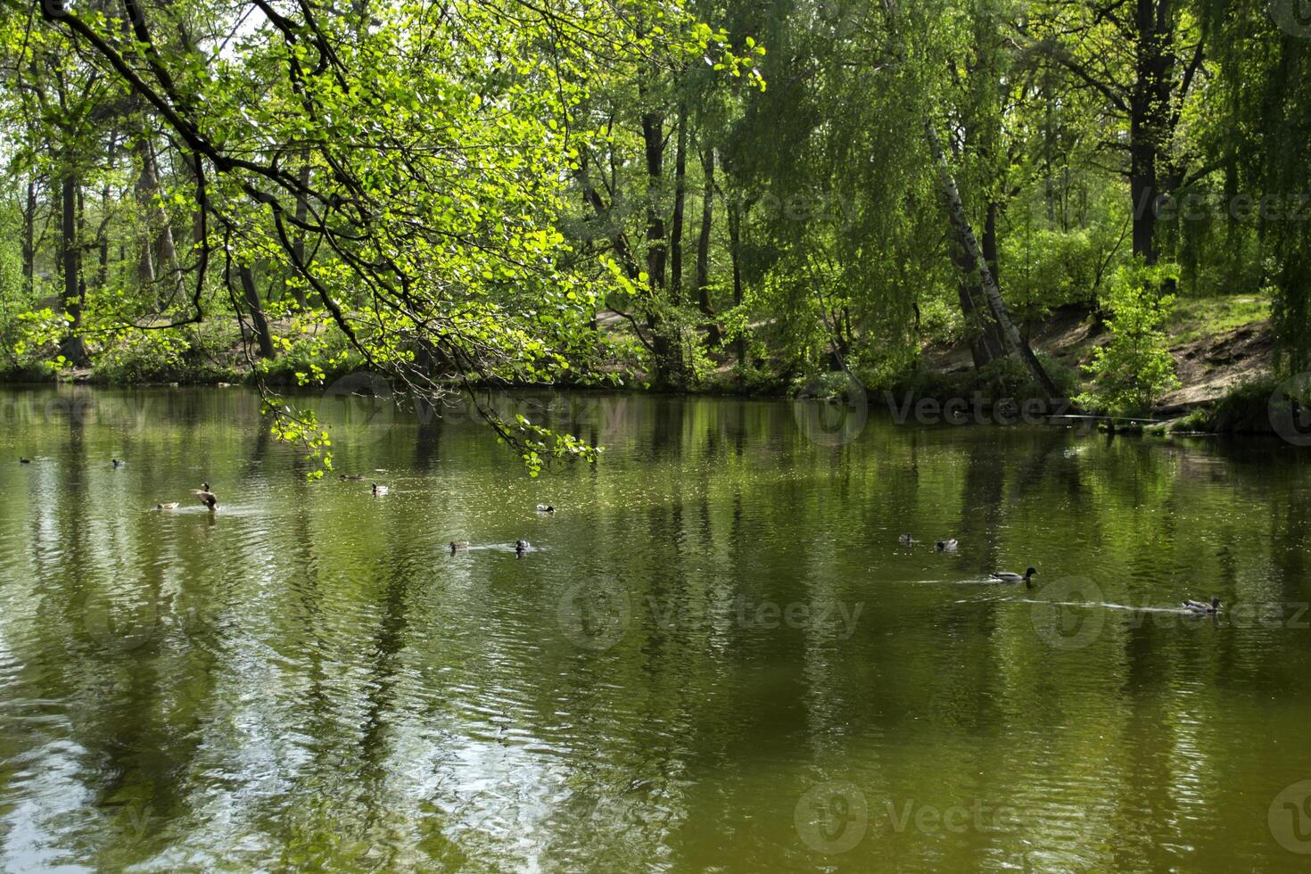 A pond in the forest. Beautiful summer landscape. photo