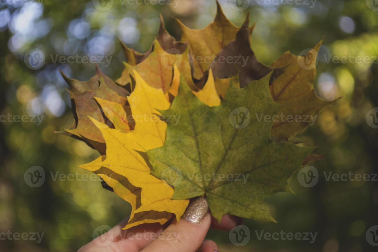 Woman holding the colorful autumn leaves. A bouquet of fallen leaves. Autumn vibes. photo