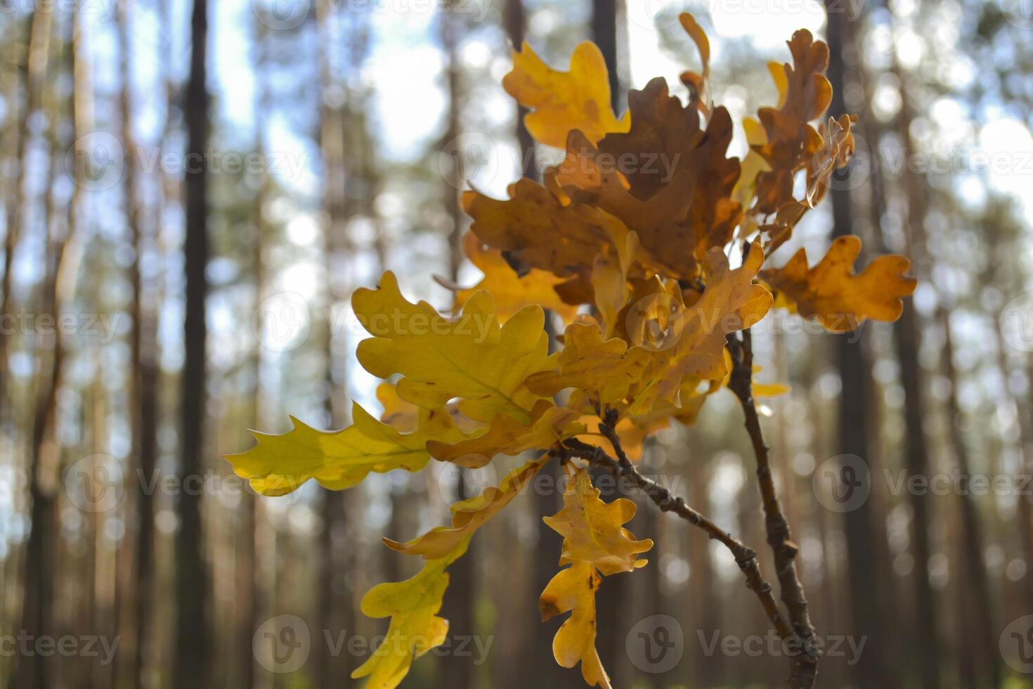 The yellow leaves of an oak tree. Fallen leaves. The branch of oak in female hand against a forest background. photo