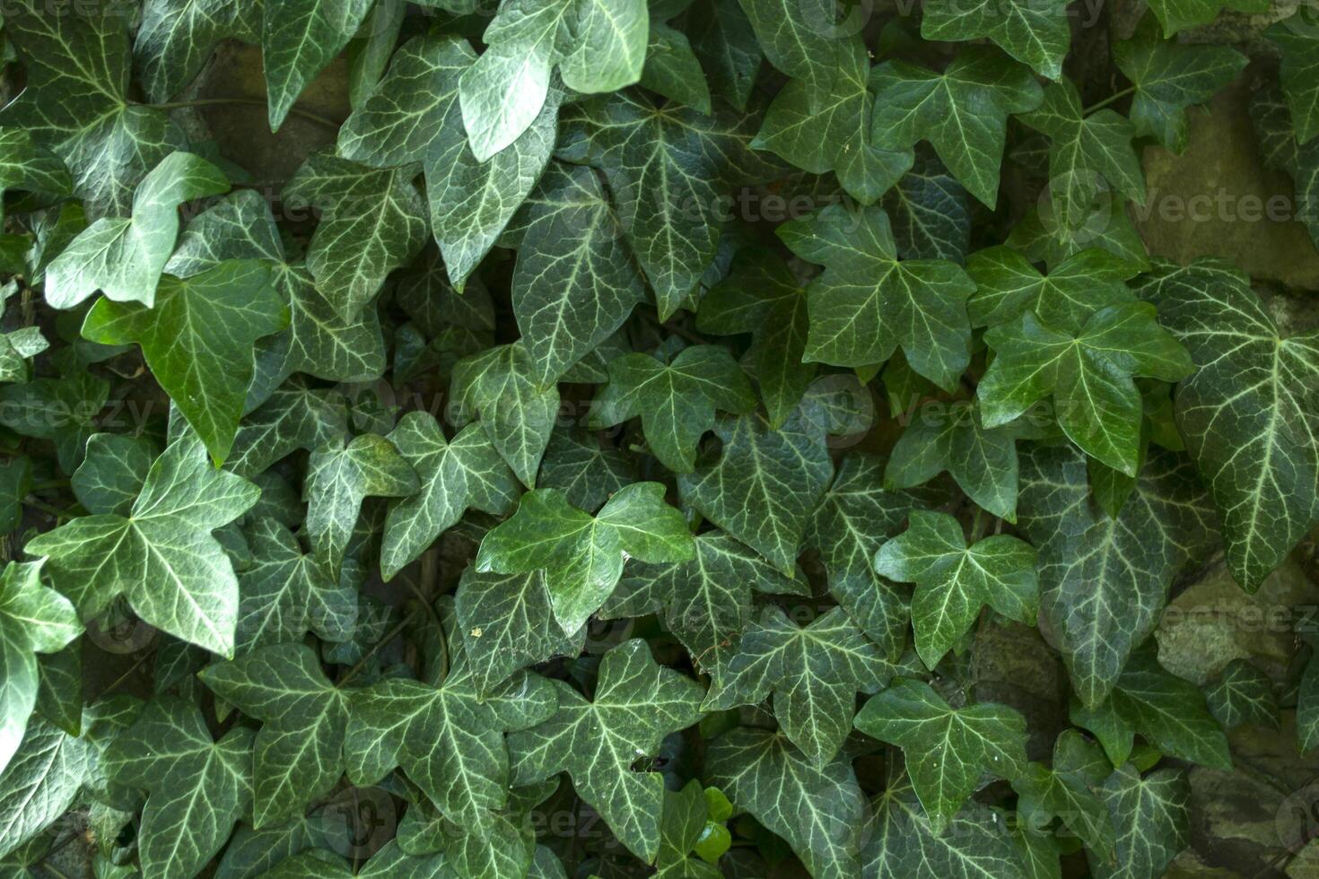 Green ivy background. photo