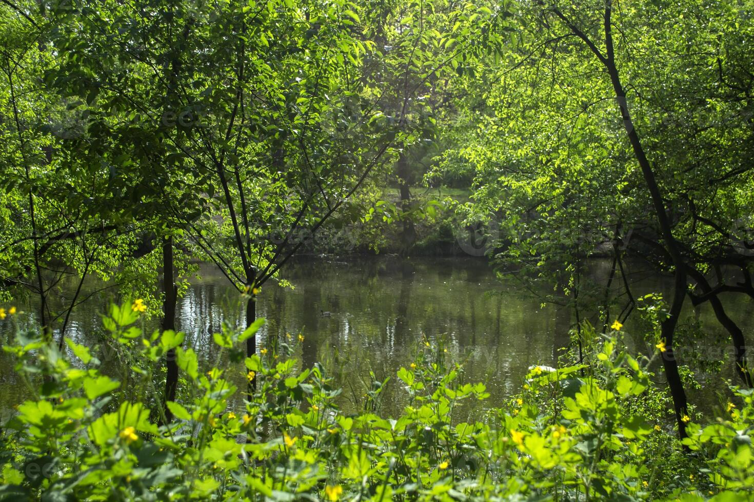 A pond in the forest. Beautiful summer landscape. photo
