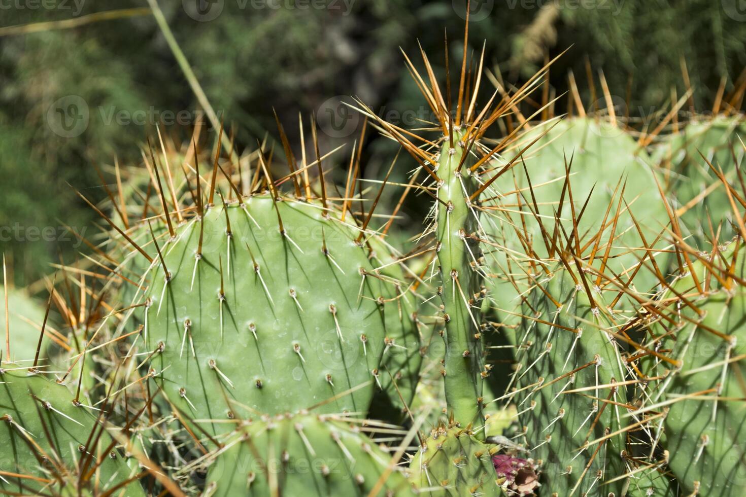Cactus field close up. photo